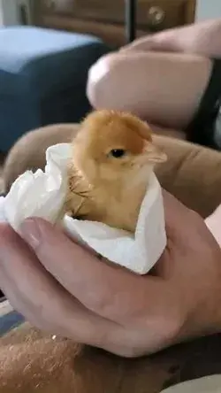 How to raise baby chicks?