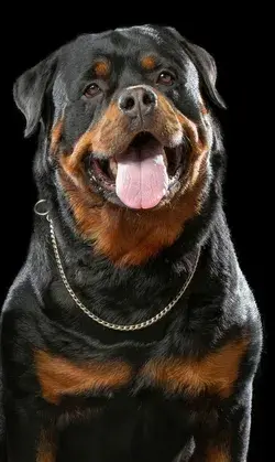 Rottweiler Art: Beautiful Portraits and Paintings of This Majestic Breed