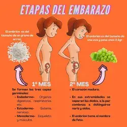 Etapas del Embarazo 1