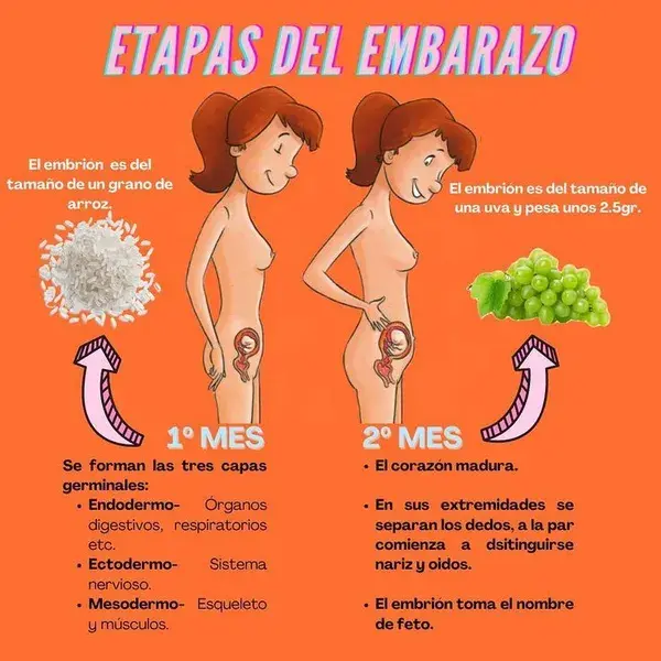 Etapas del Embarazo 1