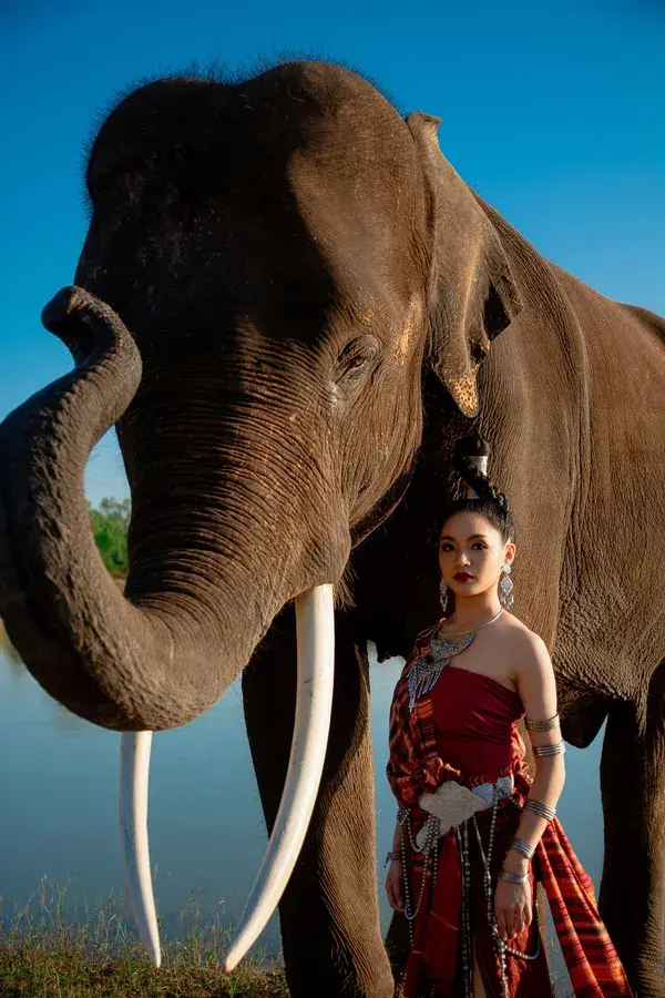 Elephant surin photoshoot 