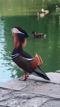 Mandarin Duck!