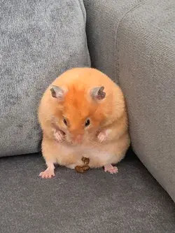 Kackender Hamster