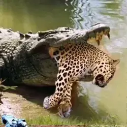 Leopard startled by the crocodile that suddenly attacked😯