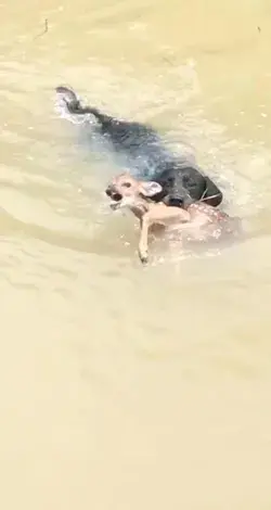 The dog saved the deer from drowning