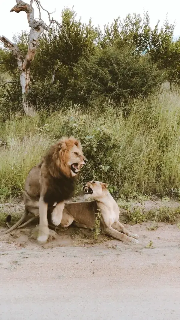 Lions Kruger National Park