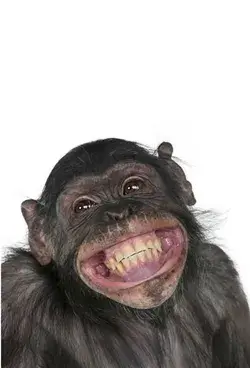 Stunning & Amazing Photos of Chimpanzees: A Visual Journey- Animal Wallpaper Animal Tattoo Aesthetic