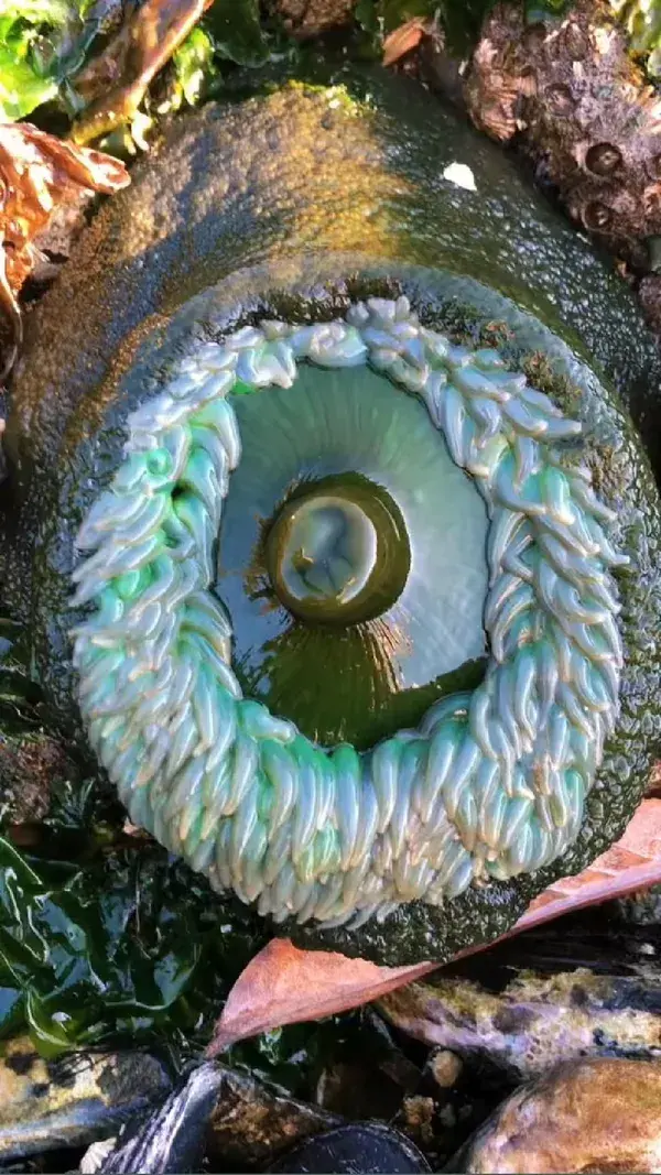 Boop! #seaanemone #boop #seacreatures #pnw #Hiking #amazed #nature #explore