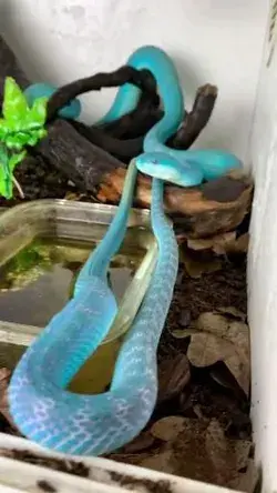 Blue Insularis Pit Viper (Trimeresurus insularis)