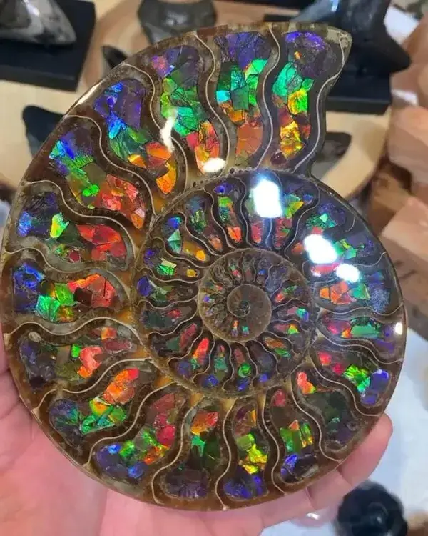 Ammonite with ammollite inlay