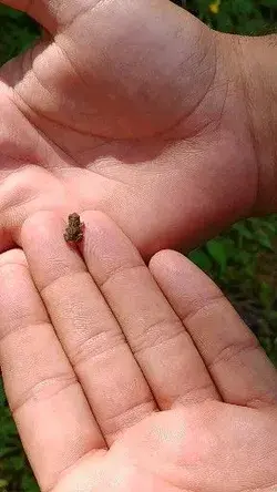 Adorable tiny hopping toad