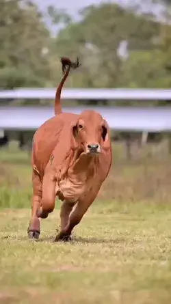 running calf