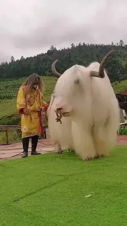 Tibetian Yak