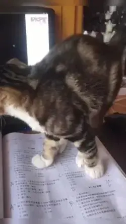 Funny cat resting on bowl