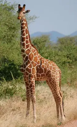 animals anime tattoo animal animal wallpaper giraffe giraffes giraffe de