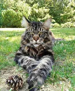 Mainecoon