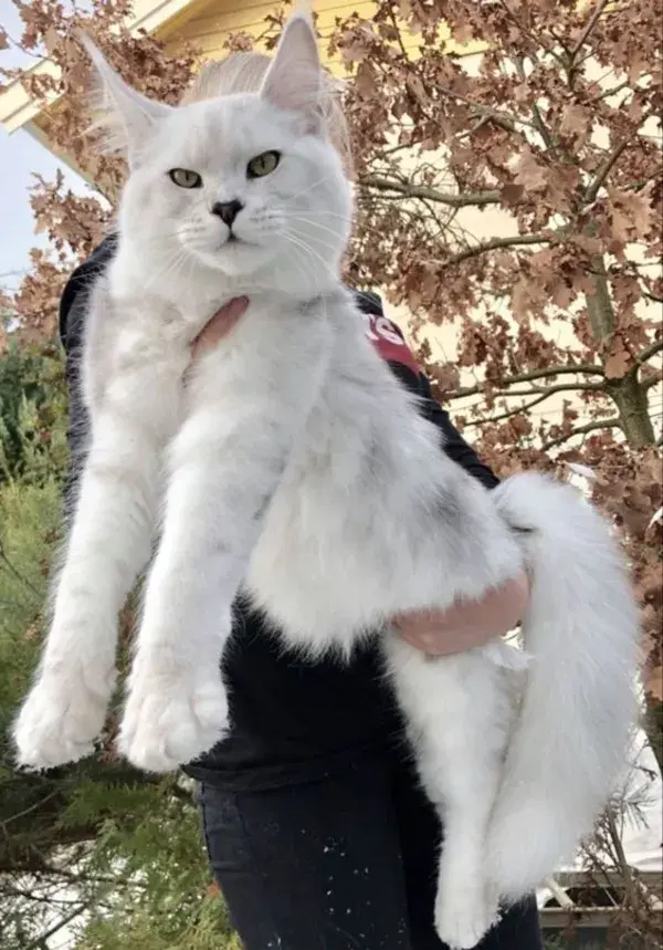 Big, Beautiful, & Fluffy