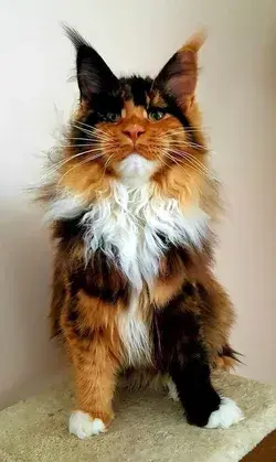 14 Most Beautiful Cat Breeds (with Pictures) Top 10: the most beautiful cats on Instagram