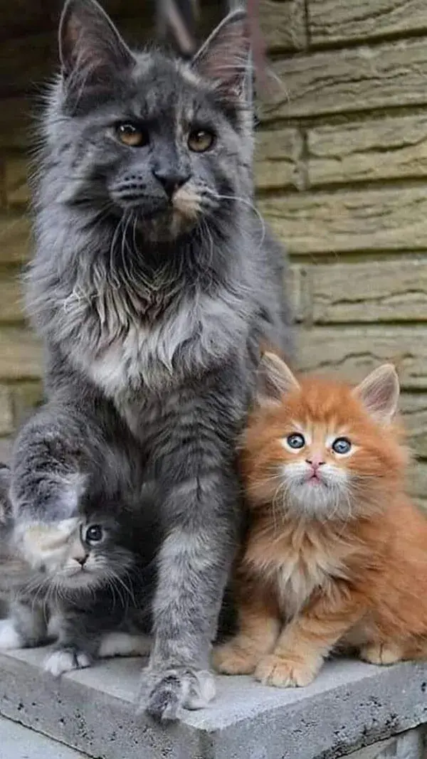 The Most Beautiful Cats in the World