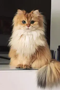 British Longhair Cat Breeds