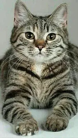 Most popular cat breeds in the UK Top 20 most beautiful cat breeds top 10 most beautiful cat in the