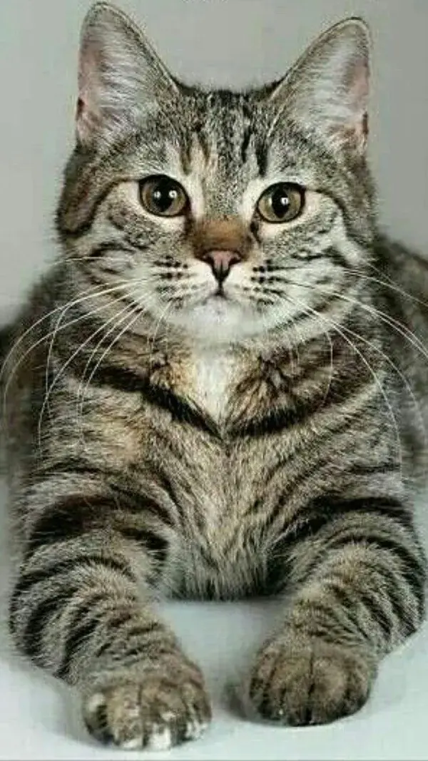 Most popular cat breeds in the UK Top 20 most beautiful cat breeds top 10 most beautiful cat in the