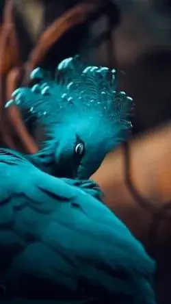 Nature ❤️ Peacock