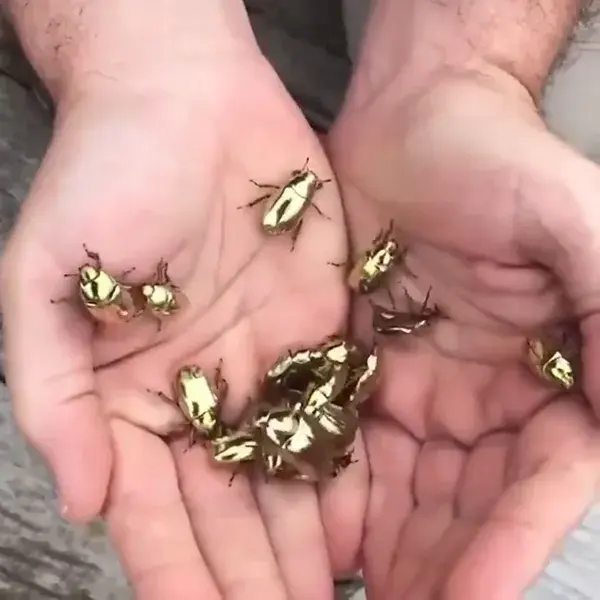 Bugs Golden beetles