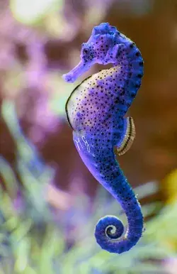 Amazing Sealife Creature