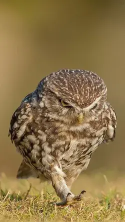 Power and Majesty of Owls: Watch Our Video -Birds Animals Nature Aesthetic Wallpaper photography Art