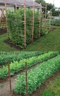 15 Easy DIY Cucumber Trellis Ideas