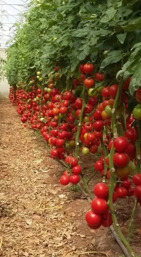 Tomatoes 🍅