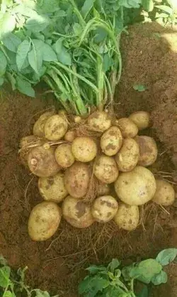 how to plant potatoes potatoes garden potatoes idea potato planting plant indoor plant house plant