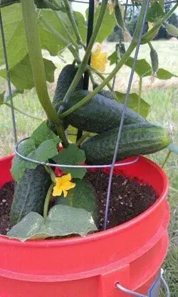 Growing Cucumbers in Containers