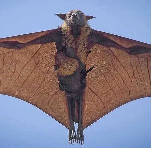 How the Honduran white bat converts large leaves into tents