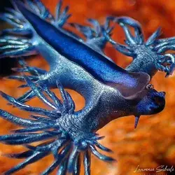 The bizarre sea creatures of the blue fleet 💙