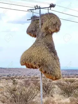 Sociable Weaver Birds nest on a telephone pole in the Kalahari desert in South Africa