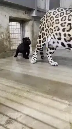 White Leopard & Cat Funny Video