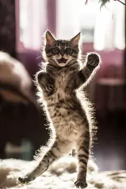 30 Of The Funniest Dancing Cat Pics