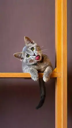 Kitty Cuties, Hilarious Cats in Action, Best Cat Photos on Pinterest