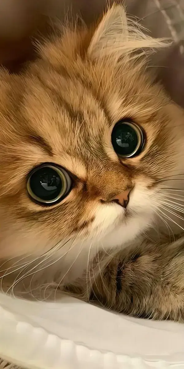 A little cat with big eyes! I like !!!