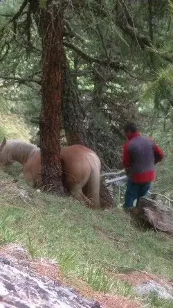 Kind men helping horse