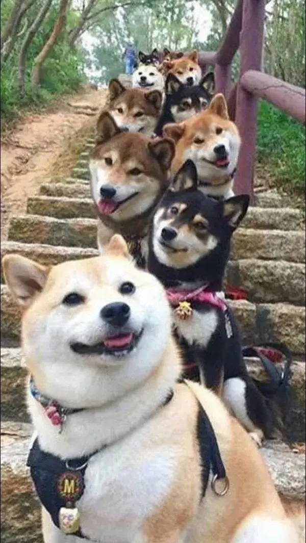 Line up of super cute sesame, cream, and black shiba inu dogs in Japan!