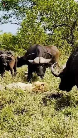 Buffaloes Trample Old Lion, Buffaloes Attack Lion by YouTube