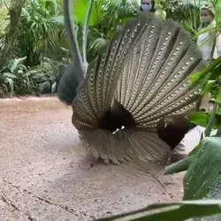 The male peacock showed his love madly