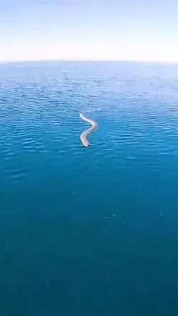 Big snake in the sea Amazing