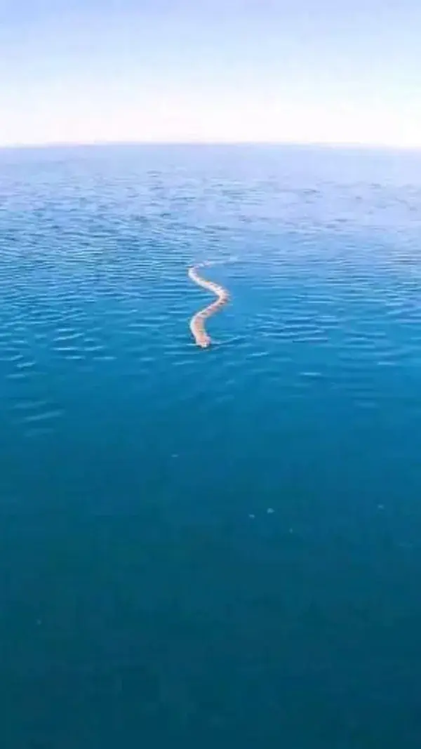 Big snake in the sea Amazing