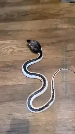 🐍Indochinese Spitting Cobra 📹 by @susannes_houseofsnakes