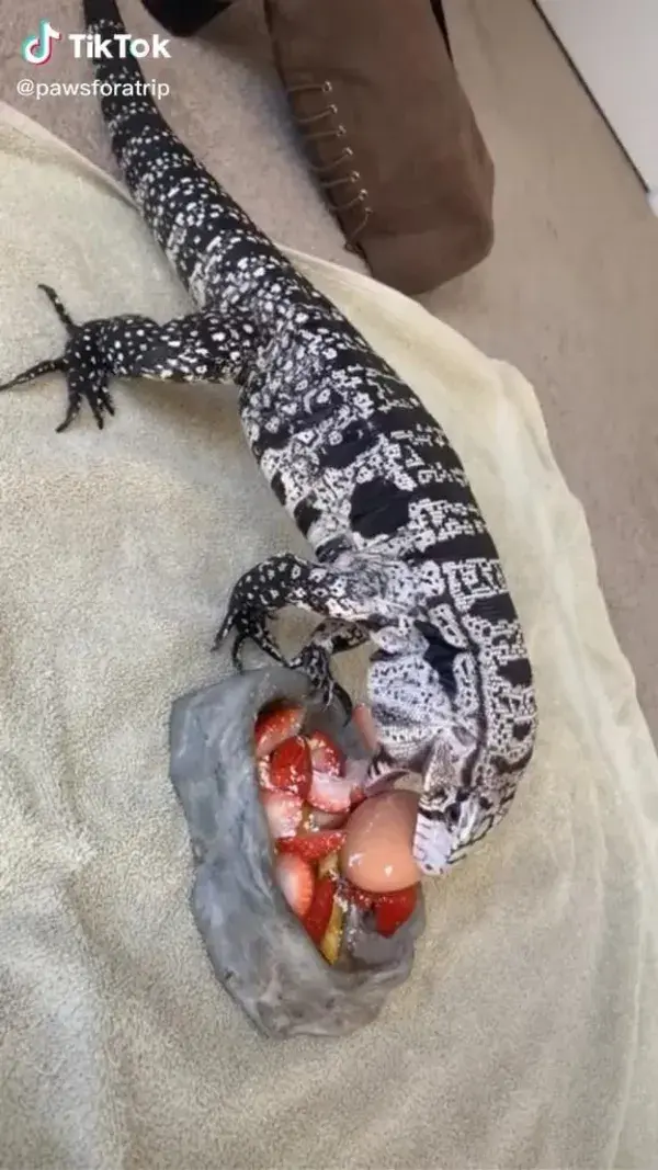 Mango the Tegu