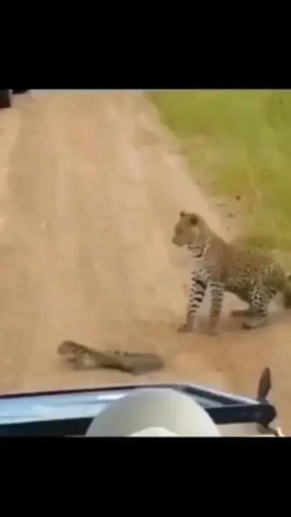 leopard funny attack @shorts_youtube